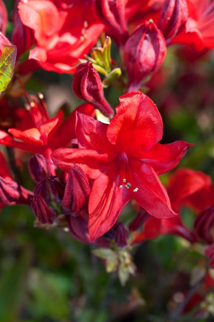 Rhododendron luteum 'Royal Command', gelb, 60 cm Stammhöhe