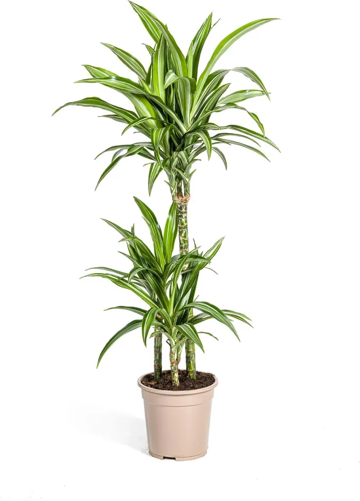 Dracaena White Stripe 90-110cm : la plante facile pour coins sombres