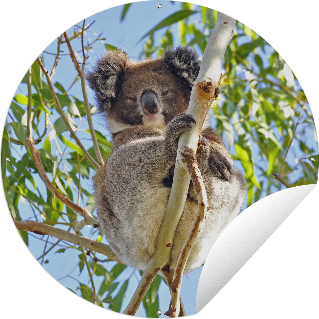 MuchoWow Gartenposter Outdoor-Poster Rund Koala - Luft - Zweige - Jungen - Mädchen Ø 120 cm Gartendeko Rundes Poster draußen