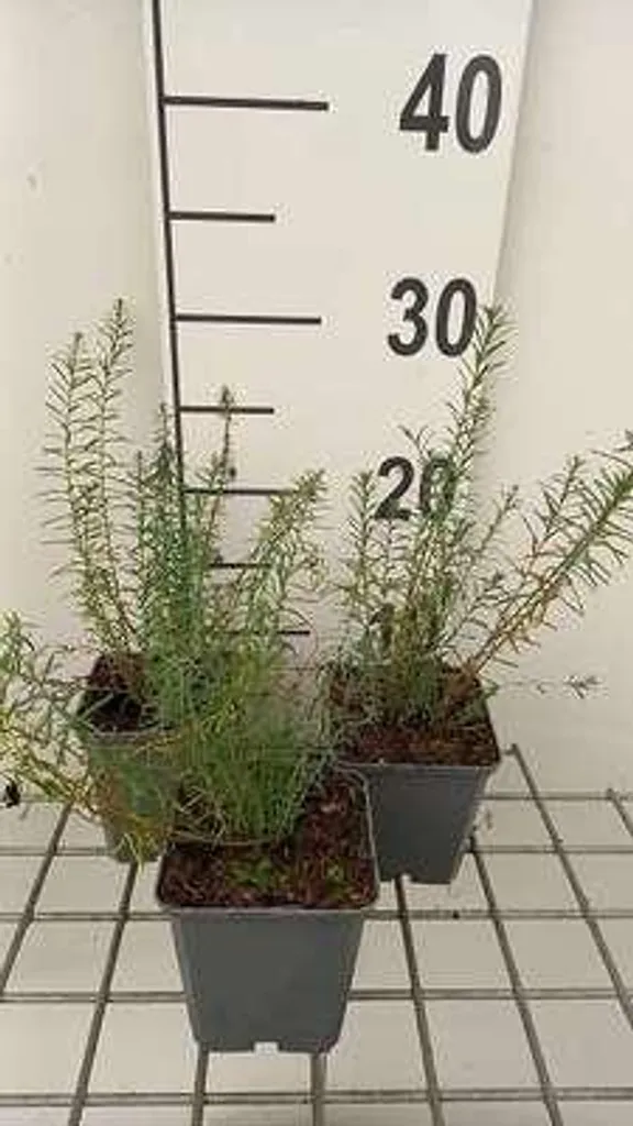 Fleurir un sol sec avec le Linum perenne Sapphire - Lot de 6 plants