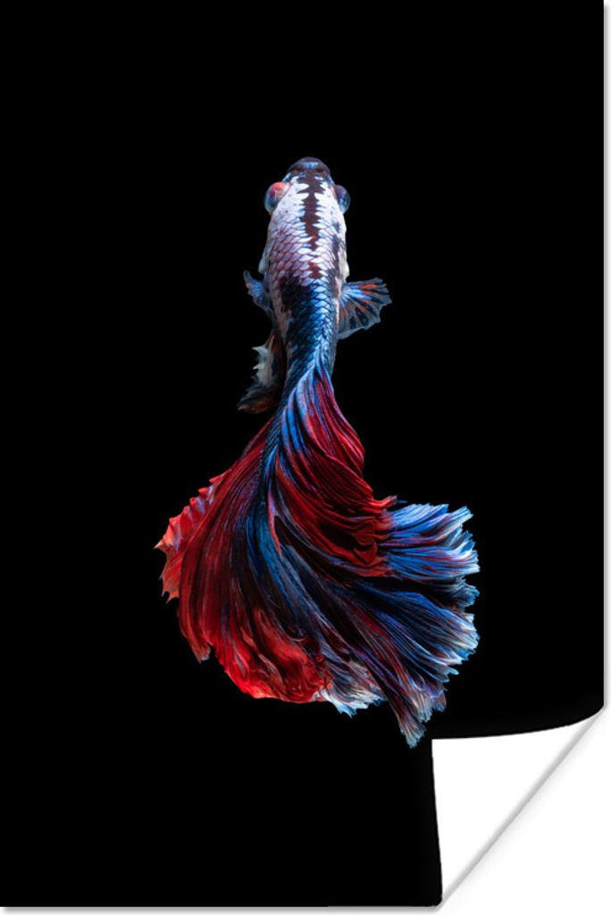 MuchoWow Poster Fisch - Schwanz - Schwarz 60x90 cm - Wanddekoration