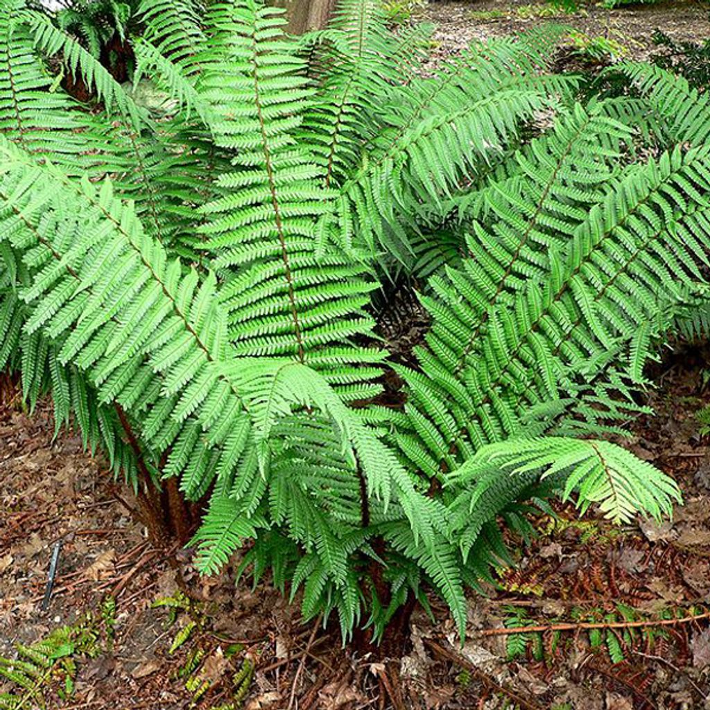 6 x Wallichs Wurmfarn - Dryopteris wallichiana | Topf 9cm x 9cm