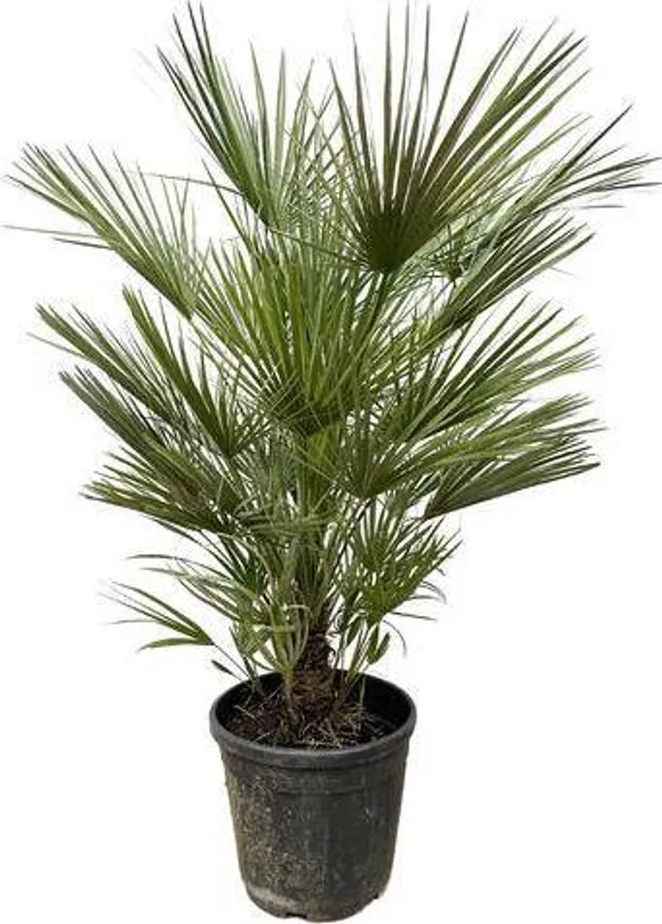 Palmier nain Chamaerops Humilis 150 cm Ø30 cm résistant au gel vert