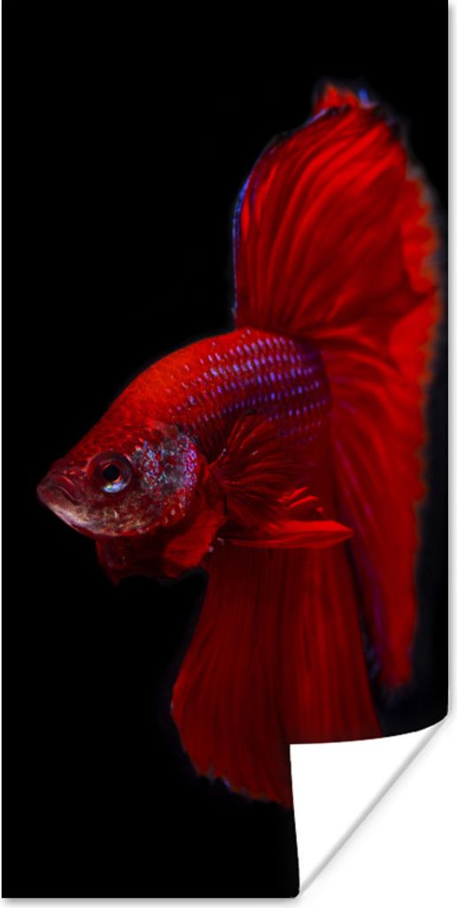 MuchoWow Poster Fische - Tiere - Rot 40x80 cm - Dekoration