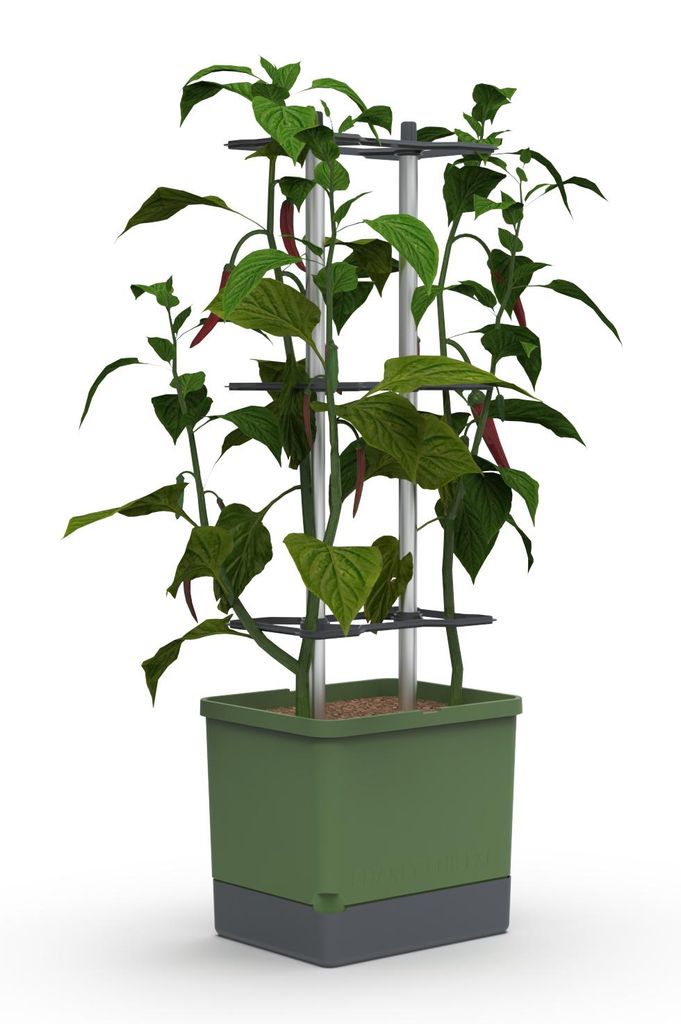 CHARLY CHILI XL – květináč na chilli, tmavě zelený | Obrázek produktu 