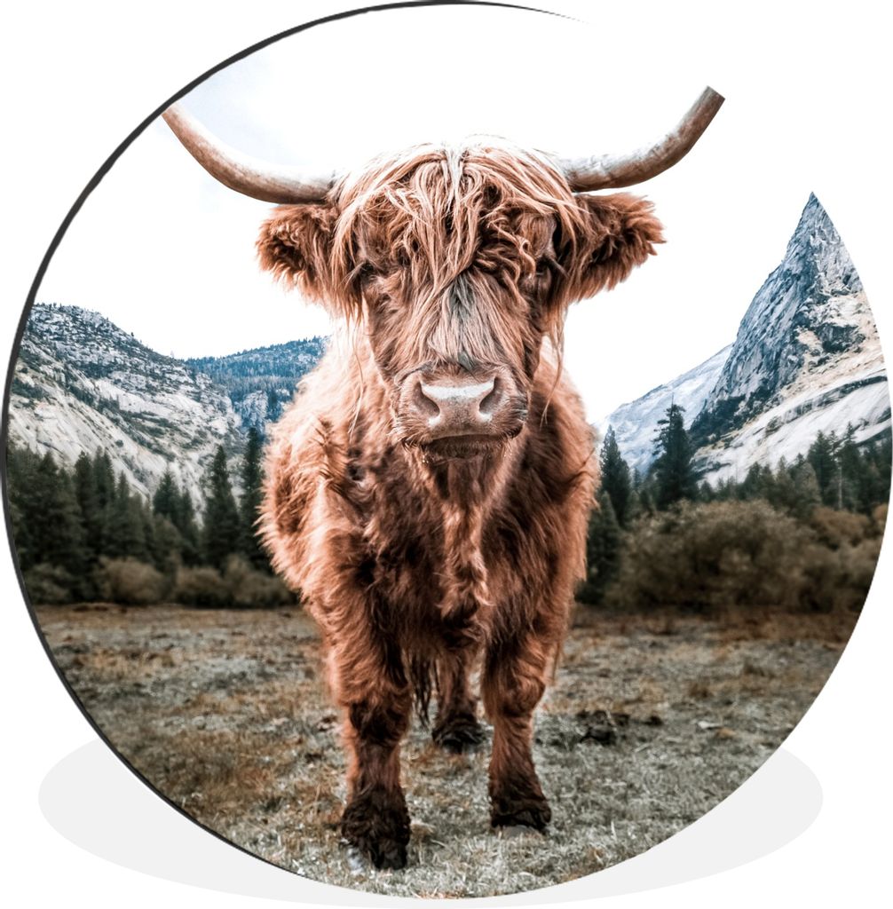 MuchoWow Aluminium Wandkreis Schottischer Highlander - Berg - Tiere Ø 60 cm Wanddeko Modern Wohnzimmer - Wand Kreis - Wandbild - Schlafzimmer - ...