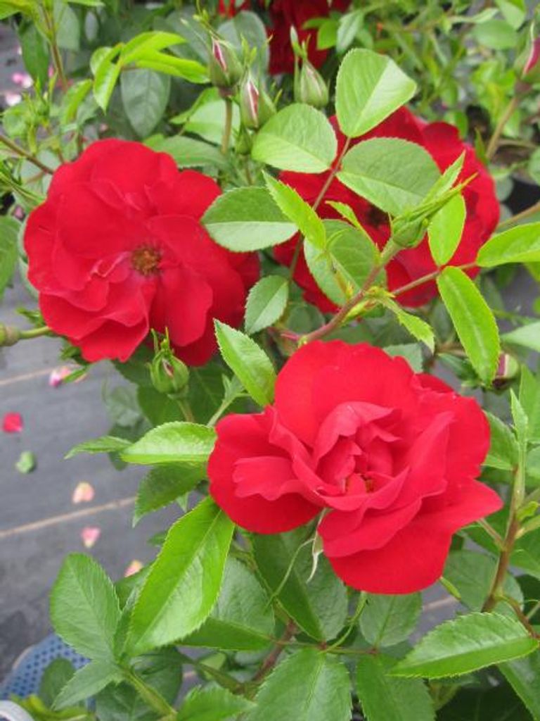 Rosa Cayenne - Kleinstrauchrose Cayenne Kordes-Rose - ADR-Rose