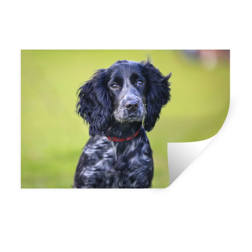 MuchoWow Wandtattoo Wandsticker Wandaufkleber Ein schwarzer englischer Cockerspaniel 120x80 cm Selbstklebend und Repositionierbar - Selbstklebend...