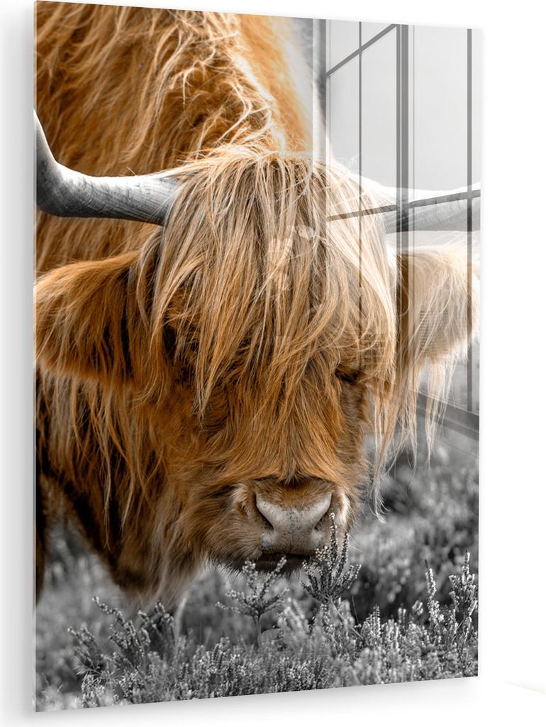 MuchoWow Glasbilder - Bilder auf Wandbild - Foto auf Glas Schottisches Hochlandrind - Tiere - Braun - Kuh - Schwarz - Weiß - Natur 30x40 cm Wandde...