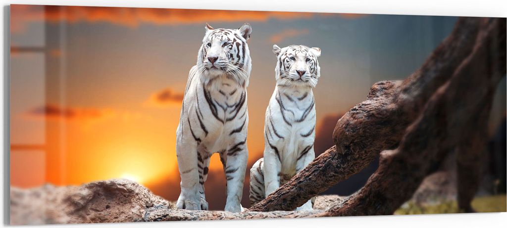 DEQORI Glasbild Echtglas 150x60 cm 'Weiße Tiger im Abendlicht' Wandbild Bild modern Deko