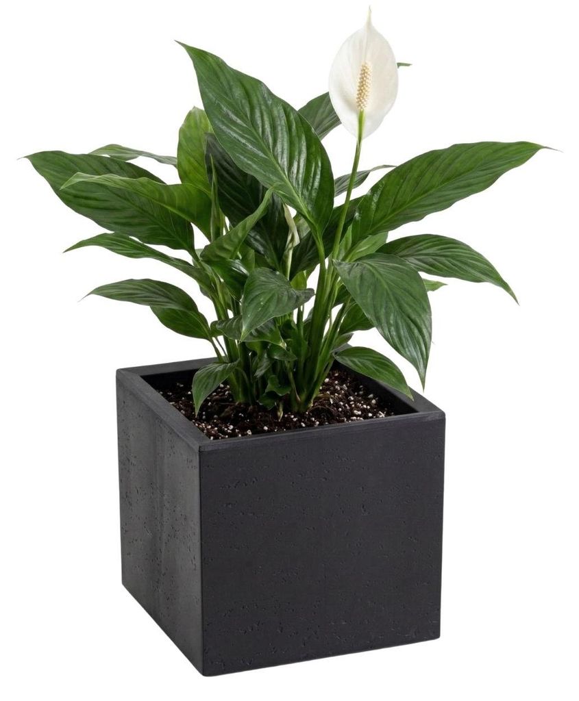 HowHomely | Pflanzentopf - Blumenkübel - schwarz - 30 x 30 x 30 cm - Blumentopf auf Rädern - Praktisch - Dekorativ