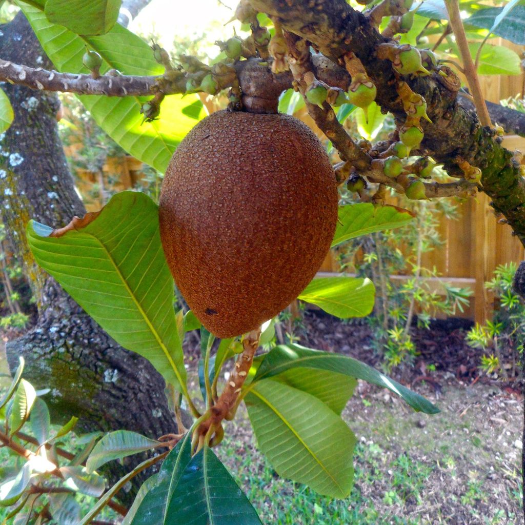 Mamey sapote (Pouteria sapota) – 1 nasiono Zdjęcie produktu 