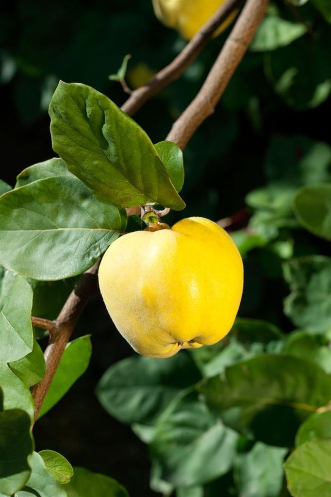 Cydonia 'Apfelquitte' Quittenbaum 5L Topf | Kaufland.de