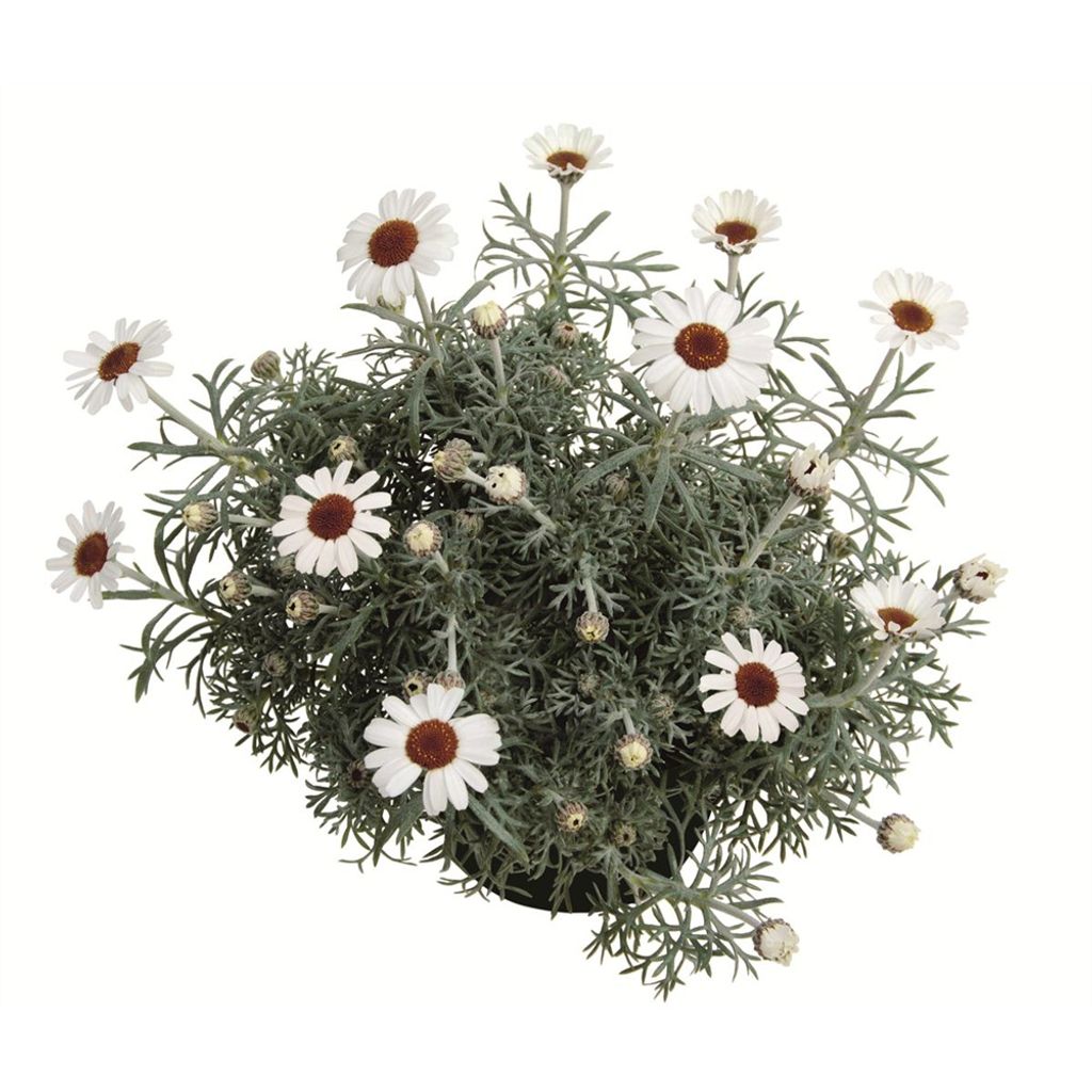 Marokko Margerite 'African Spring', weiß Kaufland.de
