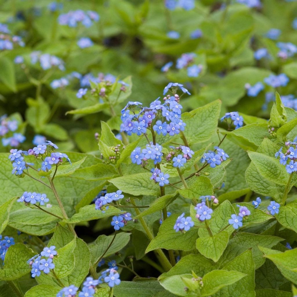Kaukasisches Vergissmeinnicht Brunnera macrophylla – 24 Pflanzen – 10-25cm – Ø9cm – Winterharte Schattenstaude mit blauen Blüten – Bode...