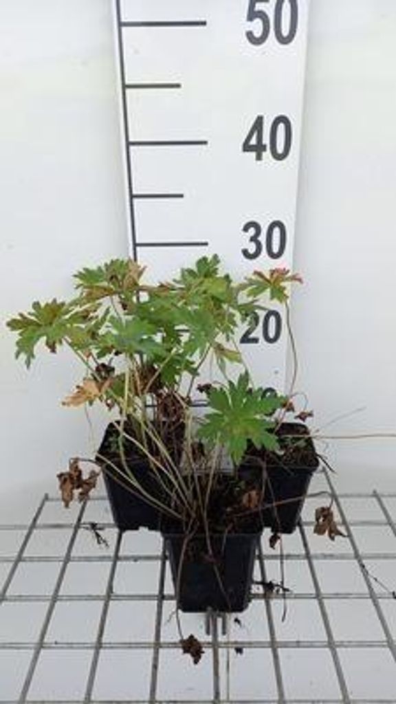 6 x Geranium prat. 'Splish Splash' - Storchenschnabel- Topf 9 x 9 cm