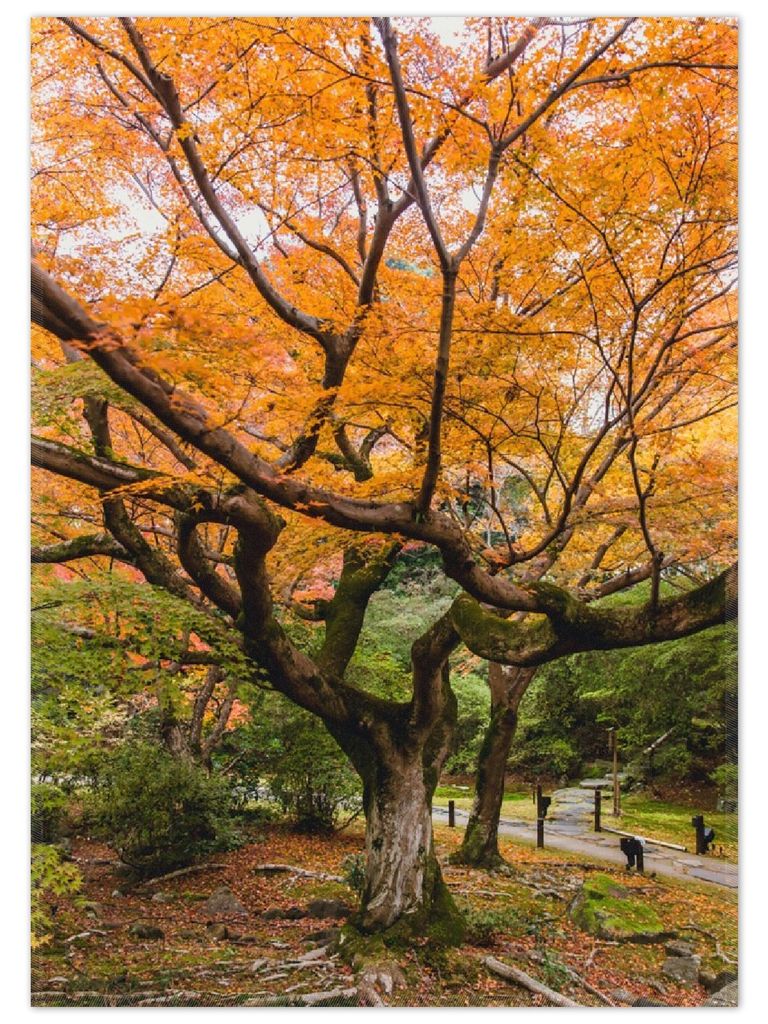 Wallario Premium Teppich, Größe 50 x 70 cm, Gelber Ahornbaum im Herbst in Japan