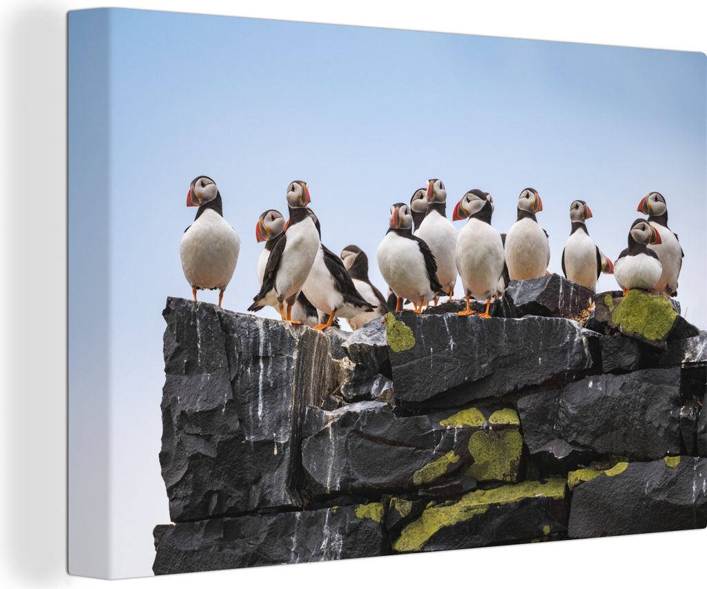 OneMillionCanvasses - Leinwandbilder - 140x90 cm, Eine Gruppe von Papageientauchern an der Küste von England, Wandbilder Kunstdruck Wanddekorati...