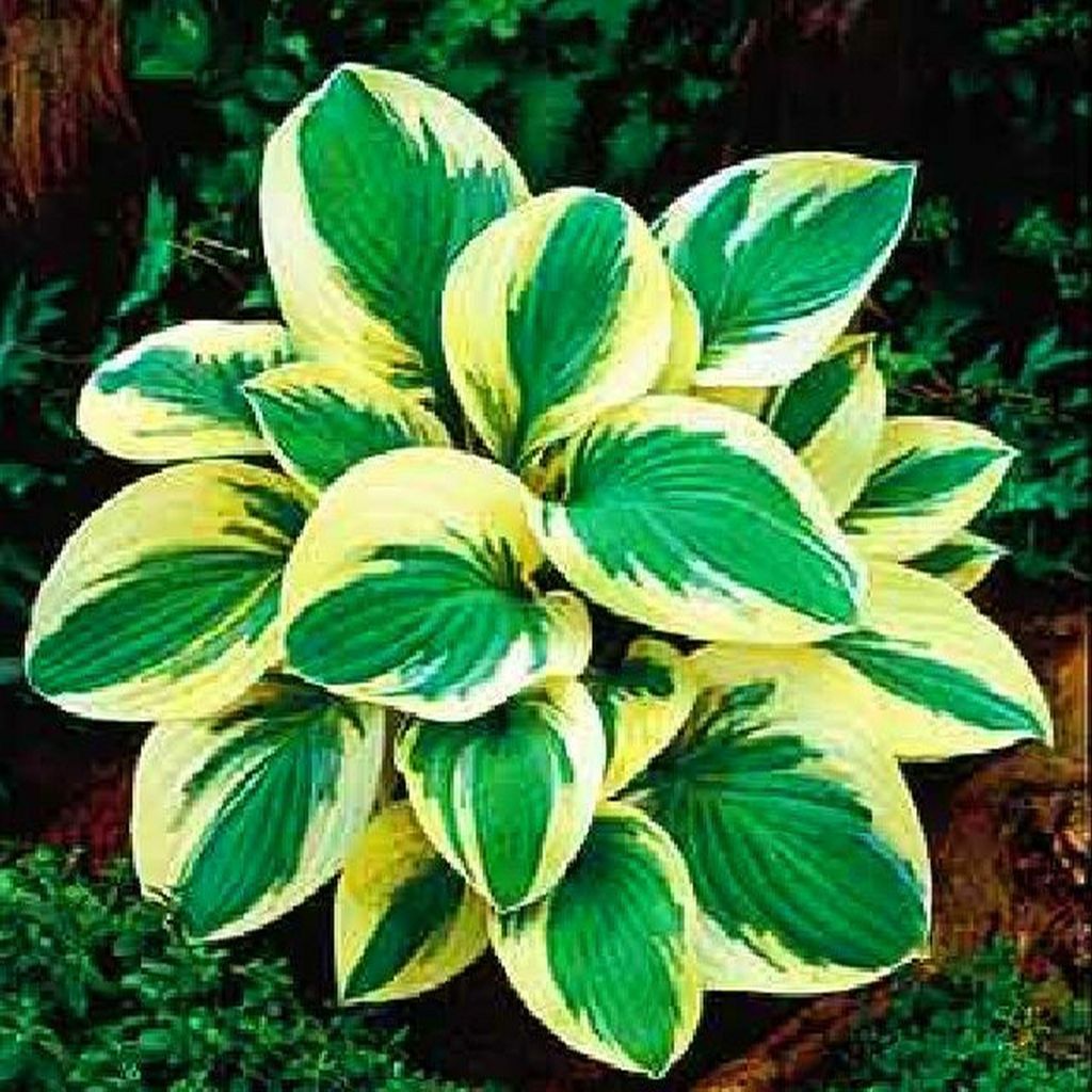 Hosta Funkia Odrodowa Golden Tiara 1 pz. Piantina Piantine Immagine del prodotto 
