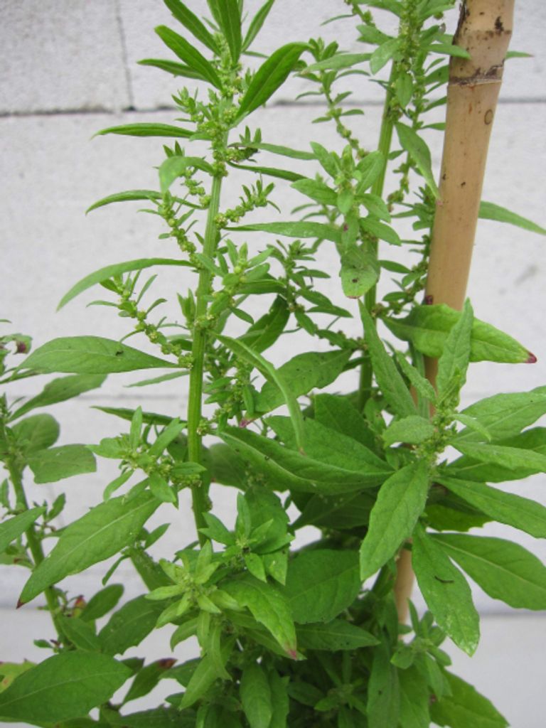 Epazote - Mexikanischer Traubentee - Chenopodium Produktbild 
