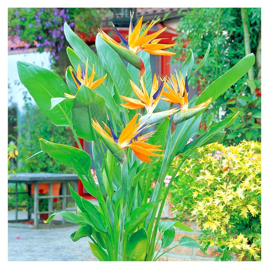 Strelitzia Reginae - Paradiesvogel Pflanze - Echte Pflanzen für Innenräume - Zimmerpflanzen - Exotische Pflanzen - Topfpflanze - Pflanzen Dekoration