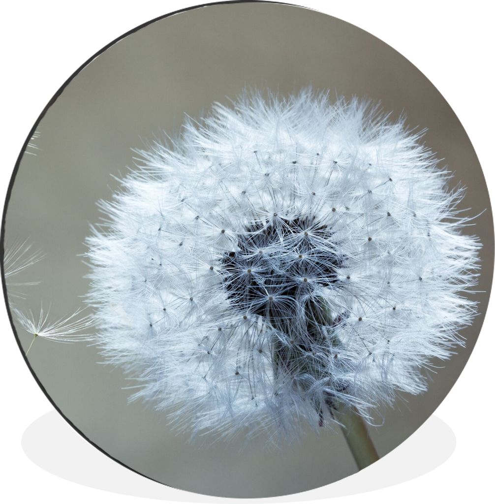 MuchoWow Aluminium Wandkreis Löwenzahn - Blume - Pflanze Ø 30 cm Wanddeko Modern Wohnzimmer - Wand Bild - Wohnzimmer - Runde Bilder - Alubilder...