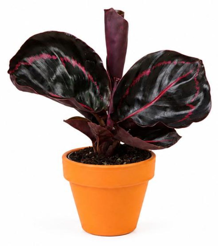Calathea roseopicta 'Dottie' od spoločnosti Gardners, Obrázok produktu 