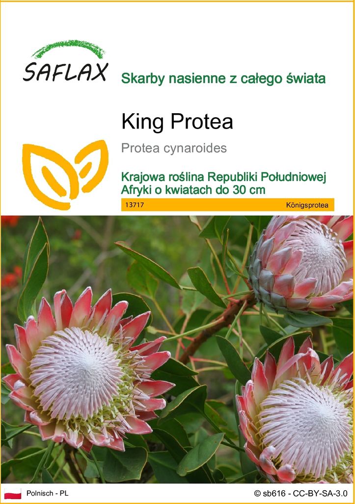SAFLAX - King Protea - 5 Nasiona - Protea cynaroides Zdjęcie produktu 