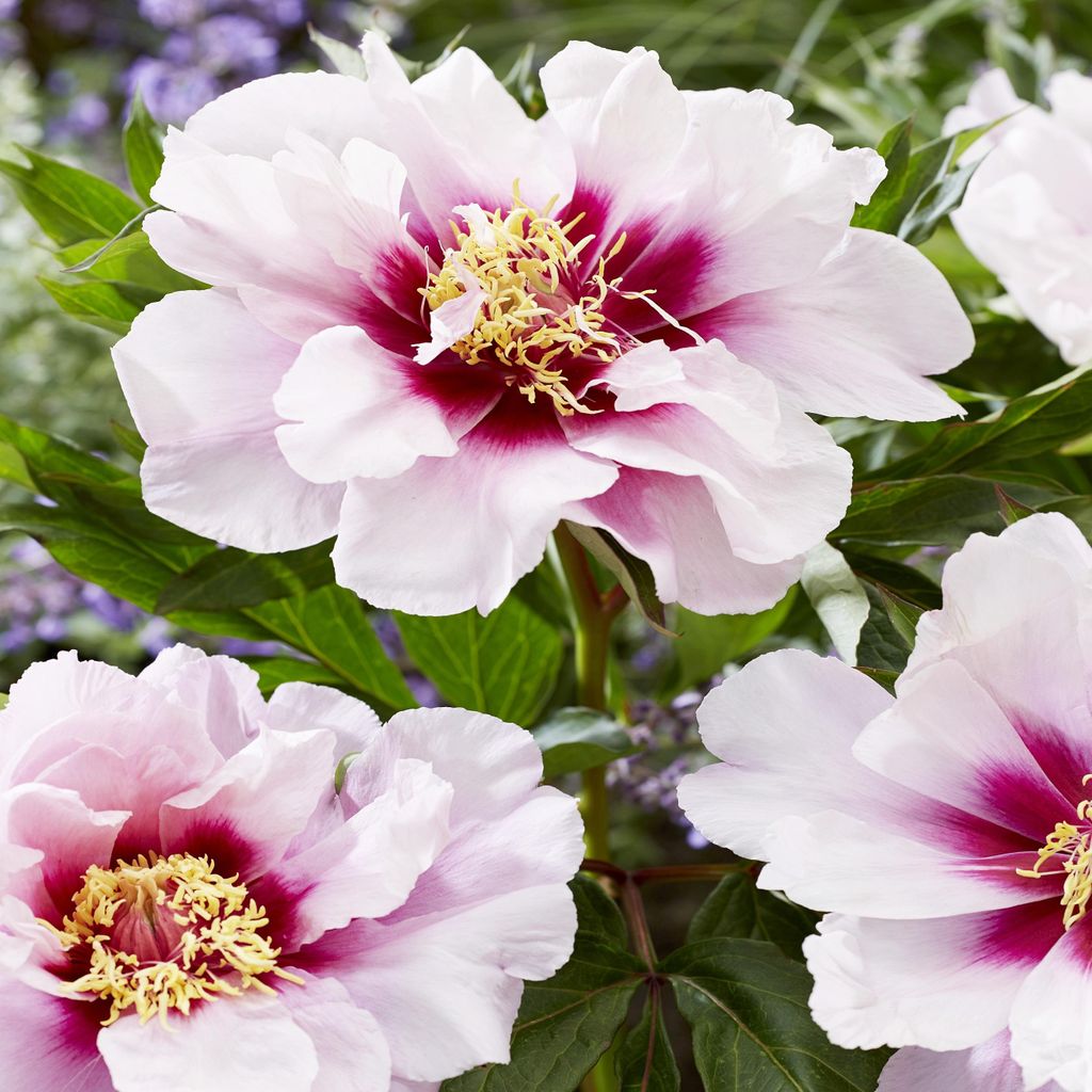 Strauchpäonie Paeonia Pfingstrose Blumen Rhizom Staude Päonie Cora Louise 1 St.