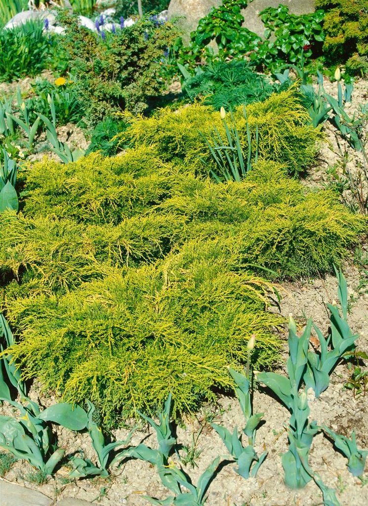 Juniperus chinensis 'Goldfern', Wacholder, goldgrün, 20–25 Produktbild 
