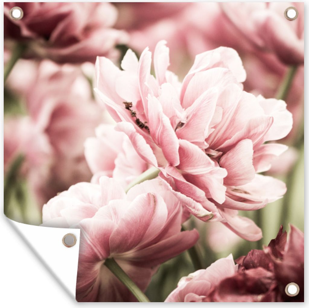 MuchoWow 100x100 cm Outdoor-Poster Gartendeko Sichtschutz Garten Poster für den Garten Die Sonne scheint auf diese hellrosa Tulpen