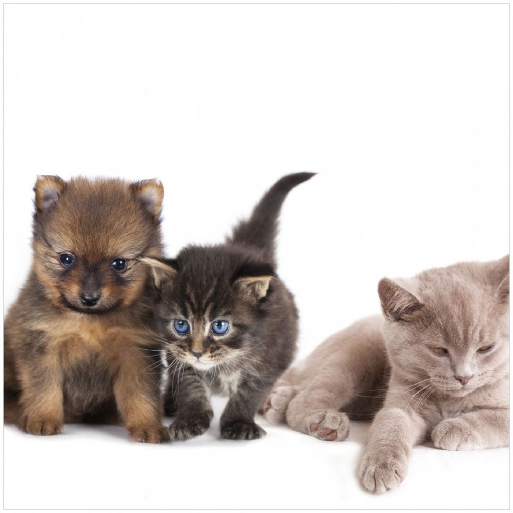 Wallario Premium Glasbild, freischwebende Optik, kräftige Farben, Größe 30 x 30 cm Motiv Hundewelpen und Katzenjunge