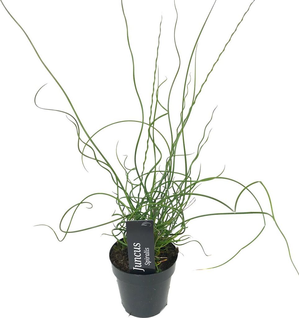 Bloomique - Juncus Spiralis - Korkenzieherbinse - Liebeslocke - Teichpflanzen Winterhart - Wasserpflanzen - Zone 2 - Höhe 10-20 cm - Topf 9 cm