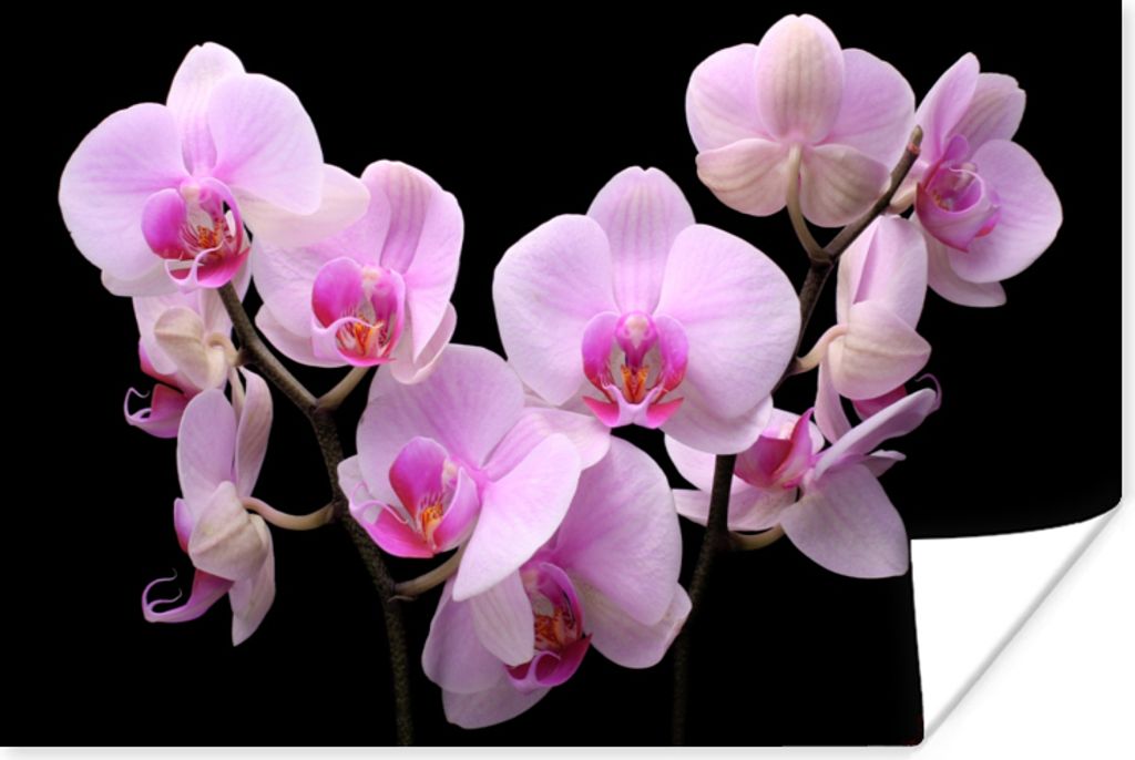 MuchoWow Poster Orchidee - Blumen - Rosa - Flora 90x60 cm - Schlafzimmer