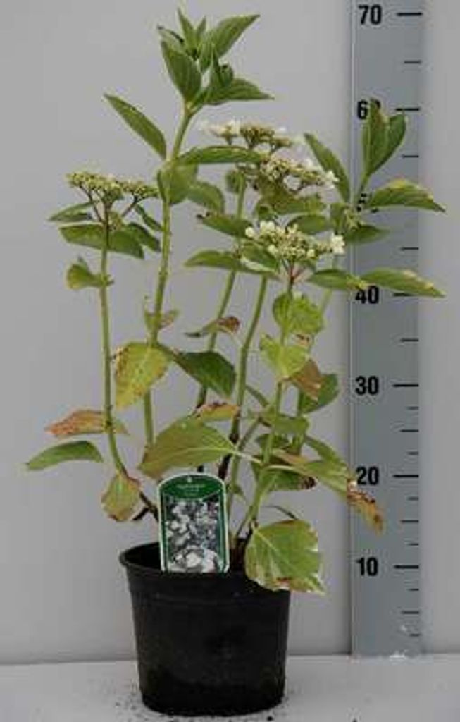 Hydrangea macr. 'Tricolor' - Hortensien 25- 30 cm Container