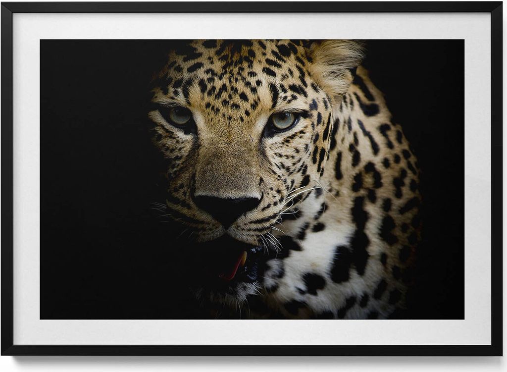 Wilde Tigerkatze in schwarz– Wandbild mit Rahmen – Gerahmtes Bild – Wanddekoration – 100x70 cm – Schwarz Rahmen