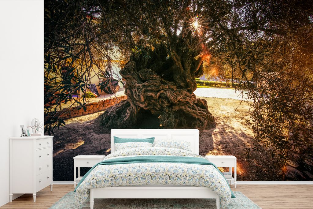 MuchoWow Fototapete für Wohnzimmer oder Schlafzimmer Wandtapete Vinyl Motivtapete Der älteste Olivenbaum der Welt - 420x280 cm - Zimmer für Ki...