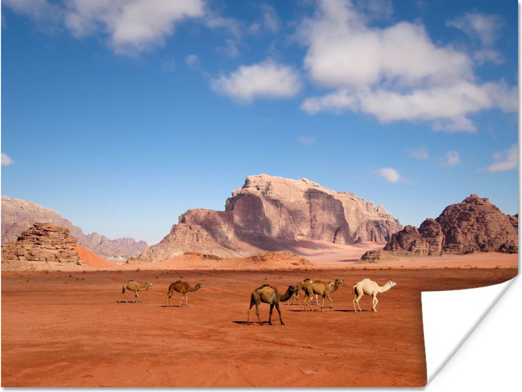 MuchoWow Poster Eine Herde Kamele wandert durch den roten Sand im Wadi Rum 80x60 cm - Kunst für zu Hause