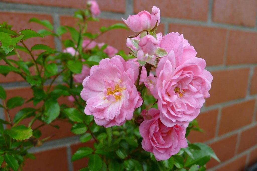 Rosa The Fairy Märchenhaft reich blühende Bodendecker Rose  Produktbild 