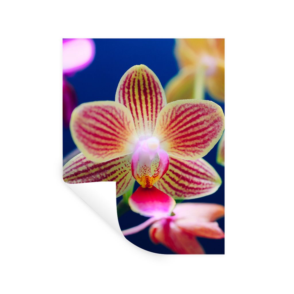 MuchoWow Wandtattoo Wandsticker Wandaufkleber Von Orchidee 60x80 cm Selbstklebend und Repositionierbar - Repositionierbar - Wasser abweisend