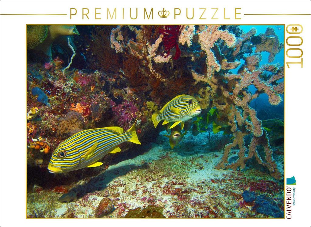 CALVENDO Puzzle Süßlippen im Korallenriff Raja Ampat | 1000 Teile Lege-Größe 64x48cm Foto-Puzzle für glückliche Stunden
