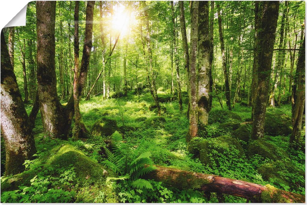 ARTland Poster Wald Größe: 90x60 cm