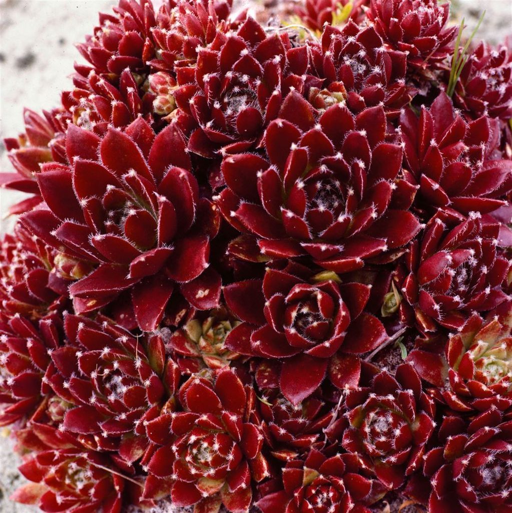 Sempervivum x cult.'Pickwick', Hauswurz, ca. 9x9 cm Topf