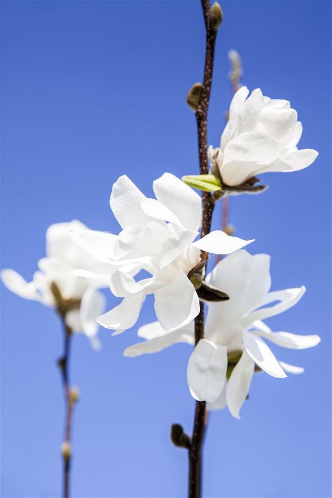 Magnolia stellata 'Waterlily', Sternmagnolie, weiß, 40–60 cm