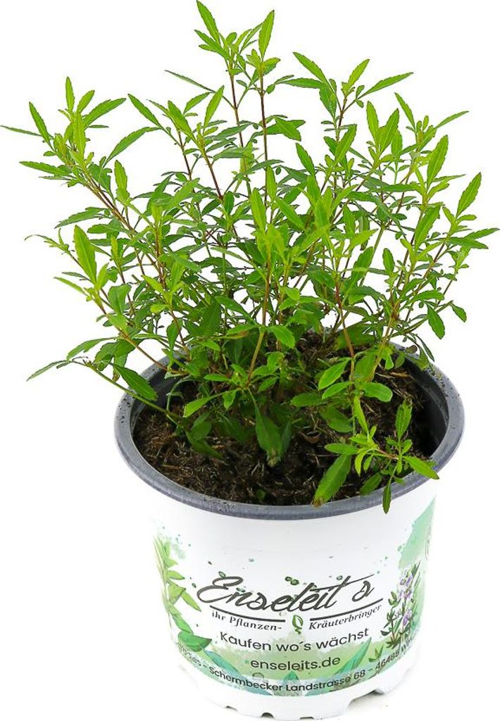 Enseleits Gewürztagetes Orange Gem, Tagetes tenuifolia, Produktbild 