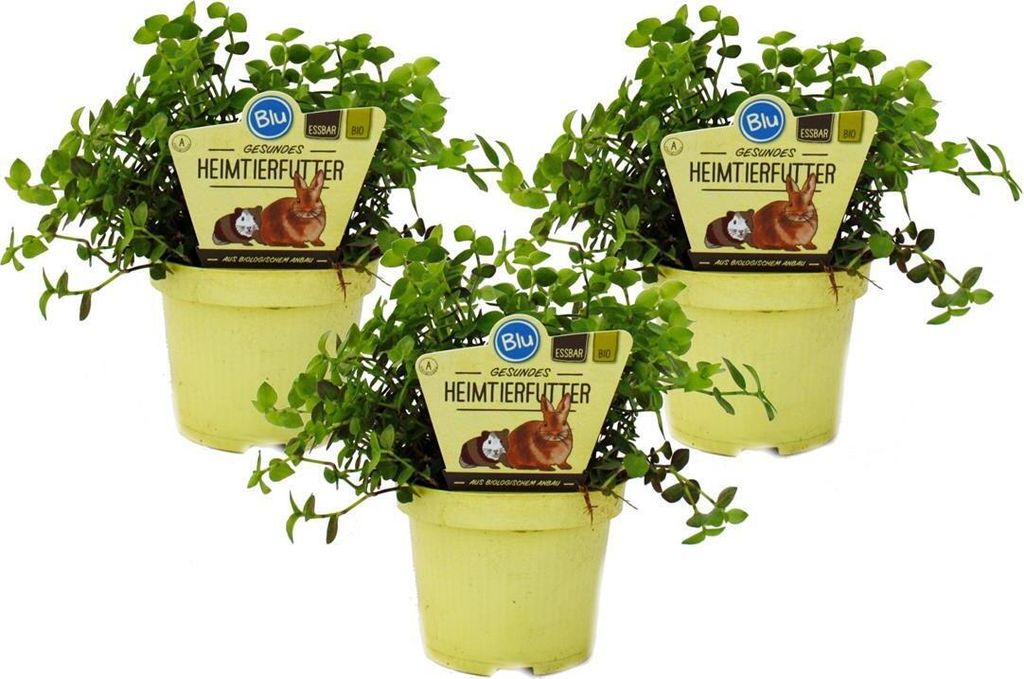 Ensemble de 3 plantes alimentaires pour animaux de Image du produit 