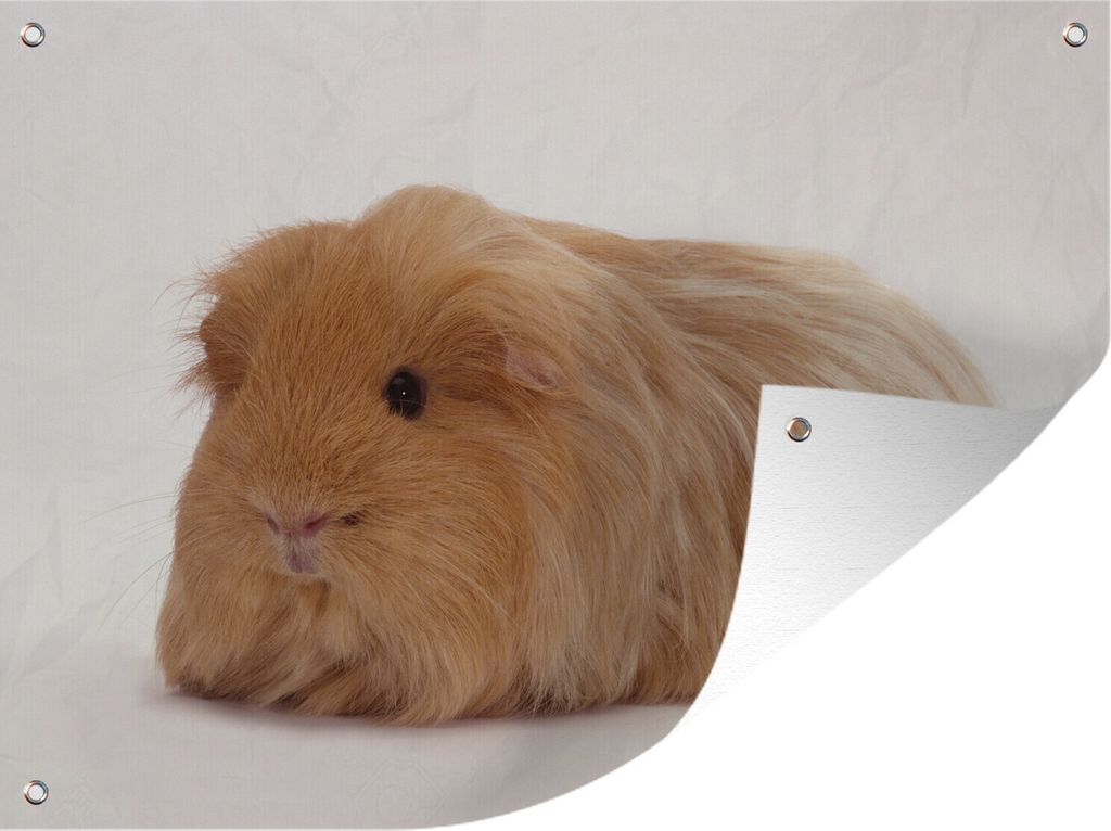 MuchoWow 80x60 cm Outdoor-Poster Gartendeko Sichtschutz Garten Poster für den Garten Sheltie-Meerschweinchen