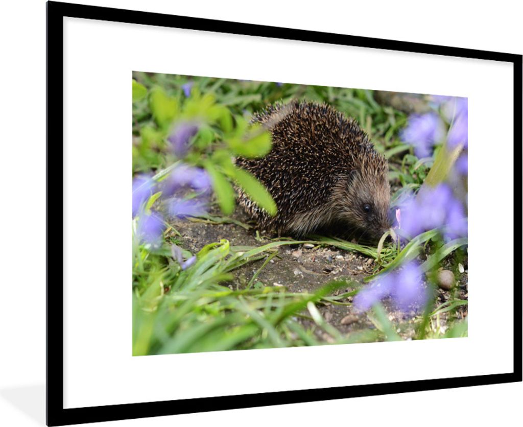 MuchoWow Gerahmtes Poster Igel hinter Blumen 90x60 cm - Poster mit Schwarzem Bilderrahmen Wandposter Rahmen Foto Bilder - Wanddekoration - Fotos