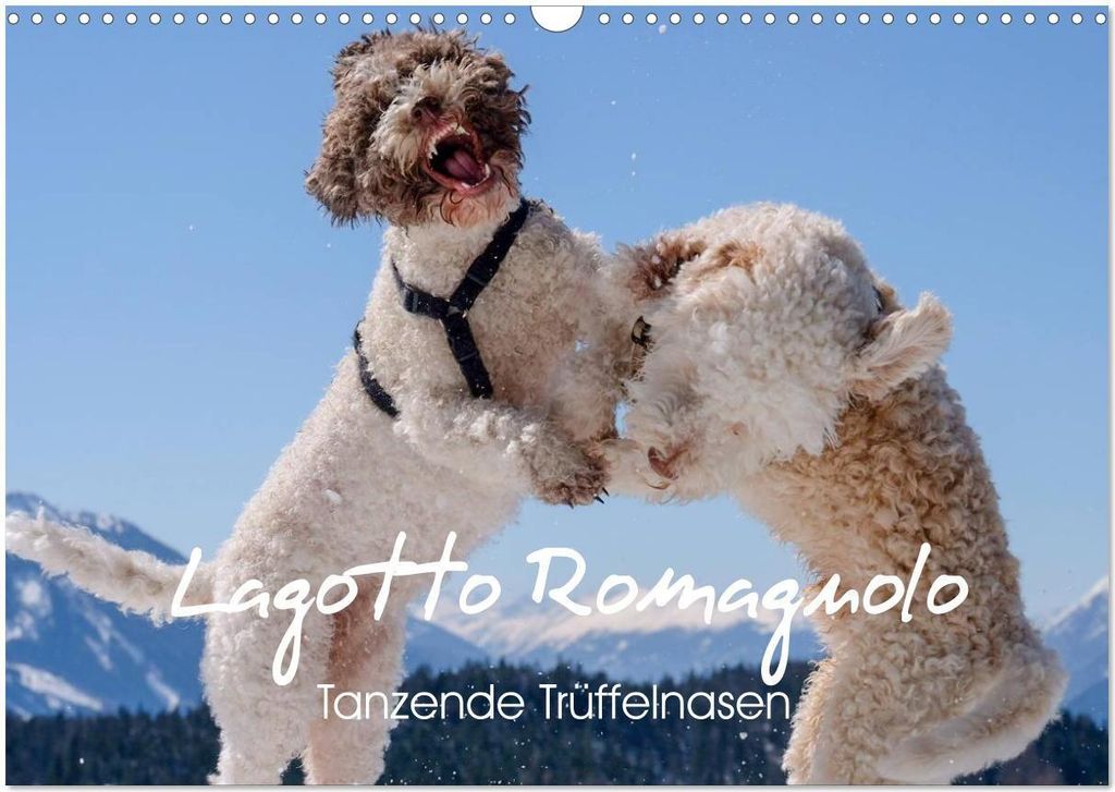 Lagotto Romagnolo Tanzende Trüffelnasen (Wandkalender 2026 DIN A3 quer), CALVENDO Monatskalender