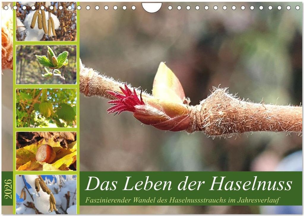Das Leben der Haselnuss (Wandkalender 2026 DIN A4 quer), CALVENDO Monatskalender